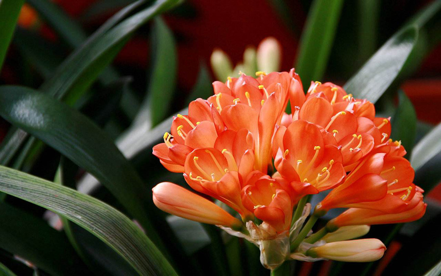 家里的植物也讲风水？这些你一定还不知道