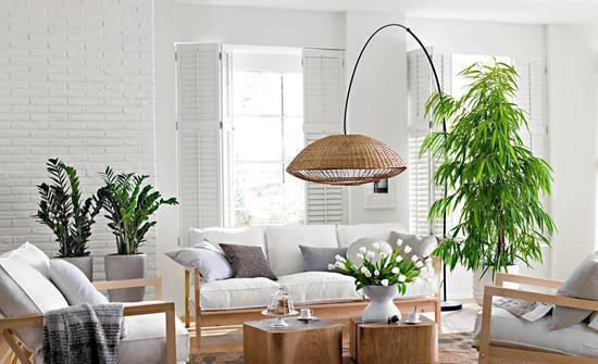 家里的植物也讲风水？这些你一定还不知道